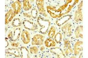 IHC image of ABIN7143616 diluted at 1:350 and staining in paraffin-embedded human kidney tissue performed on a Leica BondTM system.