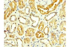 IHC image of ABIN7143616 diluted at 1:350 and staining in paraffin-embedded human kidney tissue performed on a Leica BondTM system. (ALT anticorps  (AA 2-496))