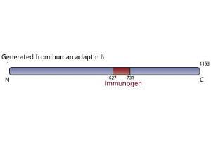 Image no. 1 for anti-Adaptor-Related Protein Complex 3, delta 1 Subunit (AP3D1) (AA 627-731) antibody (ABIN968477)