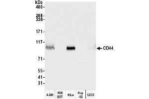 Western Blotting (WB) image for anti-CD44 (CD44) (AA 692-742) antibody (ABIN7453578)