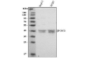 Western blot analysis of PON2 using anti-PON2 antibody (ABIN7601541).
