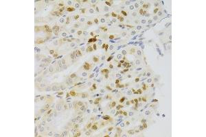 Immunohistochemistry of paraffin-embedded rat stomach using NASP Antibody.