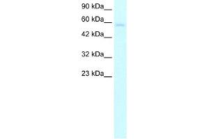 WB Suggested Anti-TRIM10 Antibody Titration:  5.