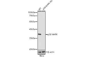 Western blot analysis of extracts from wild type(WT) and p38 MAPK knockout (KO) HeLa cells, using p38 MAPK antibody (ABIN1682699, ABIN3019202, ABIN3019203 and ABIN7101731) at 1:1000 dilution. (MAPK14 anticorps)