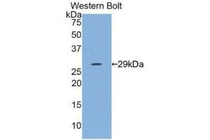 Western blot analysis of the recombinant protein. (IL12A anticorps  (AA 23-219))