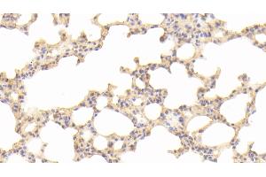 Detection of CYPA in Mouse Lung Tissue using Polyclonal Antibody to Cyclophilin A (CYPA)