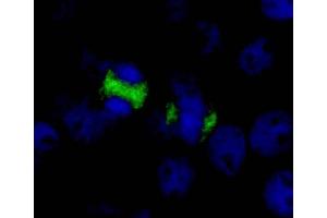 Immunofluorescence (IF) image for anti-Centromere Protein F (CENPF) (AA 1800-1850) antibody (ABIN7448384) (CENPF anticorps  (AA 1800-1850))