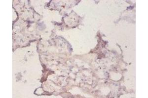 Immunohistochemistry of paraffin-embedded human placenta tissue using ABIN7162930 at dilution of 1:50 (Peroxiredoxin 1 anticorps  (AA 1-199))