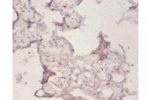 Immunohistochemistry of paraffin-embedded human placenta tissue using ABIN7162930 at dilution of 1:50 (Peroxiredoxin 1 anticorps  (AA 1-199))