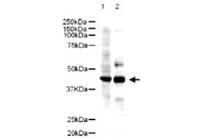 Western blot using Ldb2 polyclonal antibody  showsdetection of a 43 KDa band corresponding to Ldb2 in a lysates prepared from human kidney (Lane 1) and mouse spleen (Lane 2) tissues. (LIM Domain Binding 2 Protein anticorps  (AA 107-120))
