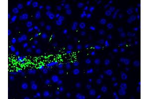 ABIN6267443 at 1/200 staining human liver tissue cells by ICC/IF.