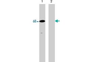 Western blot analysis of human Jurkat cells treated with pervanadate (1 mM) for 30 min (lanes 1 & 2). (SHP1 anticorps  (pTyr536))