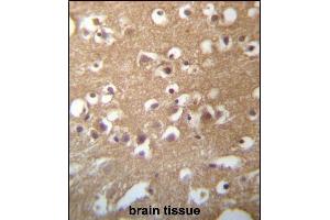 TMCC3 Antibody (Center) (ABIN657269 and ABIN2846361) immunohistochemistry analysis in formalin fixed and paraffin embedded human brain tissue followed by peroxidase conjugation of the secondary antibody and DAB staining. (TMCC3 anticorps  (AA 133-162))