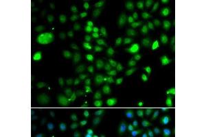Immunofluorescence analysis of A549 cells using PRDM5 Polyclonal Antibody (PRDM5 anticorps)