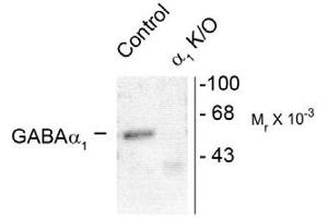 Image no. 1 for anti-gamma-aminobutyric Acid (GABA) A Receptor, alpha 1 (GABRA1) (Cytoplasmic Domain) antibody (ABIN221174) (GABRA1 anticorps  (Cytoplasmic Domain))