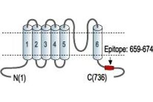 Representative domain view of the target of ABIN7885403.