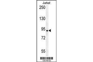 AXIN2 antibody western blot analysis in Jurkat lysate (AXIN2 anticorps  (AA 816-843))