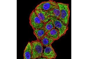 Immunofluorescence analysis of Hela cells using CPV-VP2 mouse mAb (green). (CPV-VP2 (AA 1-128) anticorps)