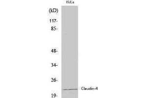 Western Blot analysis of Hela cells using Claudin 4 Polyclonal Antibody at dilution of 1:2000. (Claudin 4 anticorps)