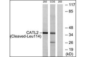 Western blot analysis of extracts from 293/COS cells, treated with etoposide 25uM 1h, using CATL2 (Cleaved-Leu114) Antibody. (Cathepsin L2 anticorps  (Internal Region))