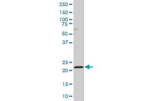 RAB4A MaxPab polyclonal antibody.