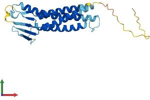 AlphaFold protein structure predicition of Human Recombinant CLDN5 Protein, UniprotID O00501