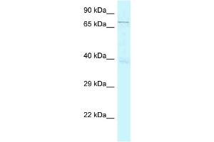 WB Suggested Anti-GSG2 Antibody Titration: 1.