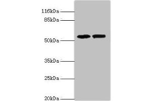 Western blot All lanes: PAIP1 antibody at 8 μg/mL Lane 1: Hela whole cell lysate Lane 2: PC-3 whole cell lysate Secondary Goat polyclonal to rabbit IgG at 1/10000 dilution Predicted band size: 54, 46, 43 kDa Observed band size: 54 kDa (PAIP1 anticorps  (AA 1-260))