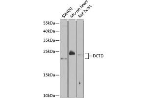 Western blot analysis of extracts of various cell lines, using DCTD antibody  at 1:1000 dilution. (DCMP Deaminase (DCTD) (AA 1-178) anticorps)