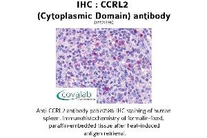 Image no. 1 for anti-Chemokine (C-C Motif) Receptor-Like 2 (CCRL2) (2nd Cytoplasmic Domain) antibody (ABIN1732792) (CCRL2 anticorps  (2nd Cytoplasmic Domain))