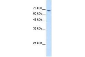 Image no. 2 for anti-Transmembrane 9 Superfamily Member 1 (TM9SF1) (AA 201-250) antibody (ABIN205056) (TM9SF1 anticorps  (AA 201-250))