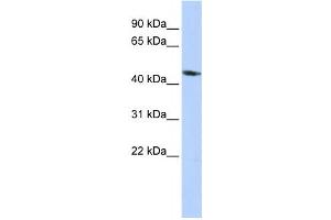 Western Blotting (WB) image for anti-Potassium Inwardly-Rectifying Channel, Subfamily J, Member 1 (KCNJ1) antibody (ABIN2458147) (KCNJ1 anticorps)
