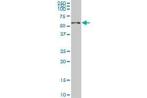 SGK2 monoclonal antibody (M03), clone 7A6.