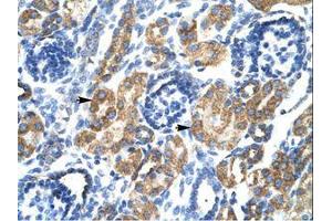 Image no. 1 for anti-Heat Shock Transcription Factor 2 Binding Protein (HSF2BP) (N-Term) antibody (ABIN202272)