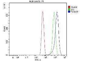 Flow Cytometry analysis of U87 cells using anti-TXNDC5 antibody (ABIN7599699). (TXNDC5 anticorps  (AA 109-403))