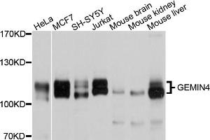 Western blot analysis of extracts of various cell lines, using GEMIN4 antibody (ABIN5997786) at 1/1000 dilution.