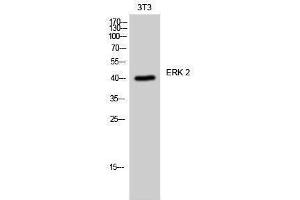 Western Blotting (WB) image for anti-Mitogen-Activated Protein Kinase 1 (MAPK1) (Internal Region) antibody (ABIN3184547) (ERK2 anticorps  (Internal Region))