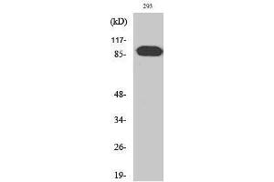 Western Blotting (WB) image for anti-rho Guanine Nucleotide Exchange Factor (GEF) 19 (ARHGEF19) (Internal Region) antibody (ABIN3183362) (ARHGEF19 anticorps  (Internal Region))