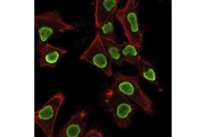 Immunofluorescence staining of PFA-fixed HeLa cells using Histone H1 Rabbit Recombinant Monoclonal Antibody (AE-4) followed by goat anti-mouse IgG-CF488 (green). (Recombinant Histone H1 anticorps)