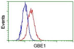 Image no. 2 for anti-Glucan (1,4-alpha-), Branching Enzyme 1 (GBE1) antibody (ABIN1498396)