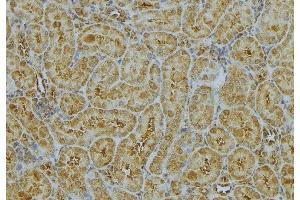 ABIN6272991 at 1/100 staining Mouse kidney tissue by IHC-P. (CHMP2A anticorps  (Internal Region))