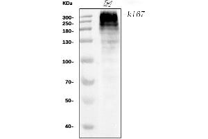Western blot analysis of Ki67 using anti-Ki67 antibody (ABIN7601101).