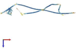 AlphaFold protein structure predicition of Human Recombinant HOOK3 Protein, UniprotID Q86VS8
