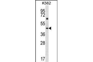 KRT12 Antibody (C-term) (ABIN656663 and ABIN2845904) western blot analysis in K562 cell line lysates (35 μg/lane). (KRT12 anticorps  (C-Term))