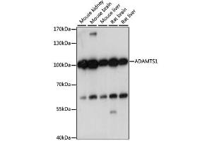 Western blot analysis of extracts of various cell lines, using ADAMTS1 antibody. (ADAMTS1 anticorps)