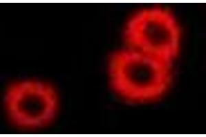 Immunofluorescent analysis of PSAT1 staining in U2OS cells. (PSAT1 anticorps)