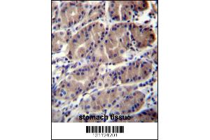 RNF5 Antibody immunohistochemistry analysis in formalin fixed and paraffin embedded human stomach tissue followed by peroxidase conjugation of the secondary antibody and DAB staining.