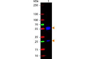 WB - Human IgG (H&L) Antibody 488 Conjugated Western Blot of Rabbit anti-Human IgG 488 Conjugated Antibody. (Lapin anti-Humain IgG Anticorps (DyLight 488) - Preadsorbed)