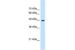 WB Suggested Anti-EEF1G Antibody Titration:  1.