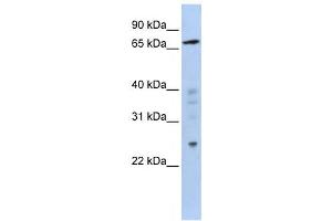 Western Blotting (WB) image for anti-Zinc Finger Protein 510 (ZNF510) antibody (ABIN2458365) (ZNF510 anticorps)